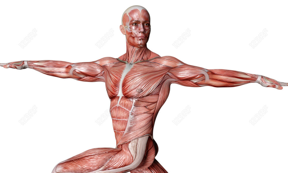 muscolatura corpo umano