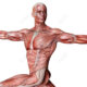 muscolatura corpo umano